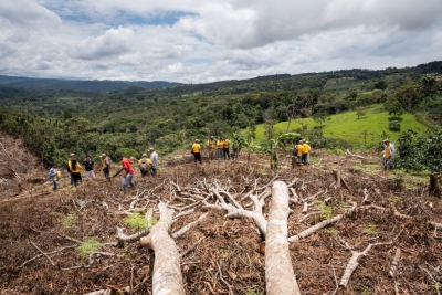 Global Rainforest Loss Continue at Alarming Rate in 2023, Despite Progress in Some Regions