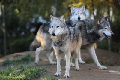 EC may ease wolf protection to allay livestock farmers’ fears