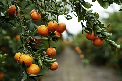 South Africa against EU new citrus regulations